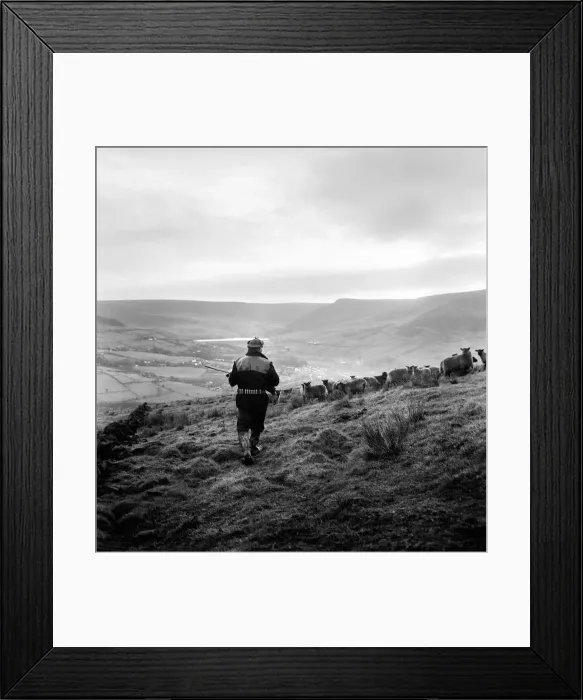 Framed Print : Royal / Mystery / Dog: Sheep farm. They sigh, for they know what it means Framed Print : Royal / Mystery / Dog: Sheep farm. They sigh, for they know what it means