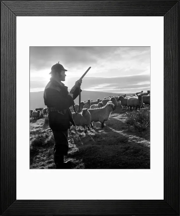 Framed Print : Royal  /  Mystery  /  Dog: Sheep farm. They sigh, for they know what it means