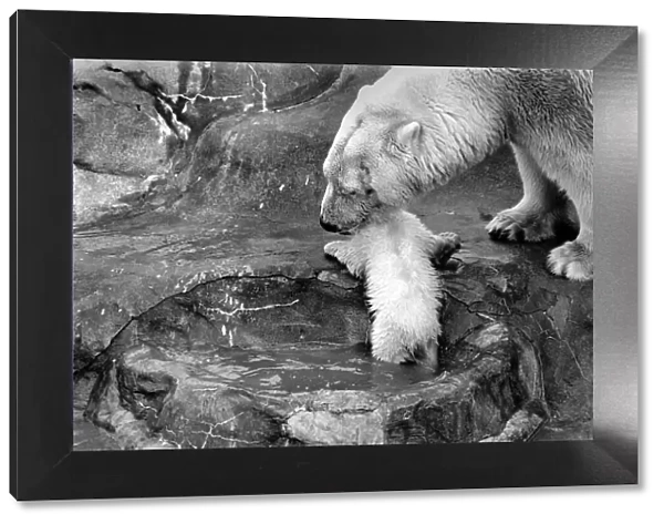Bath time for the four month old polar bear cub Jamie at Bristol Zoo