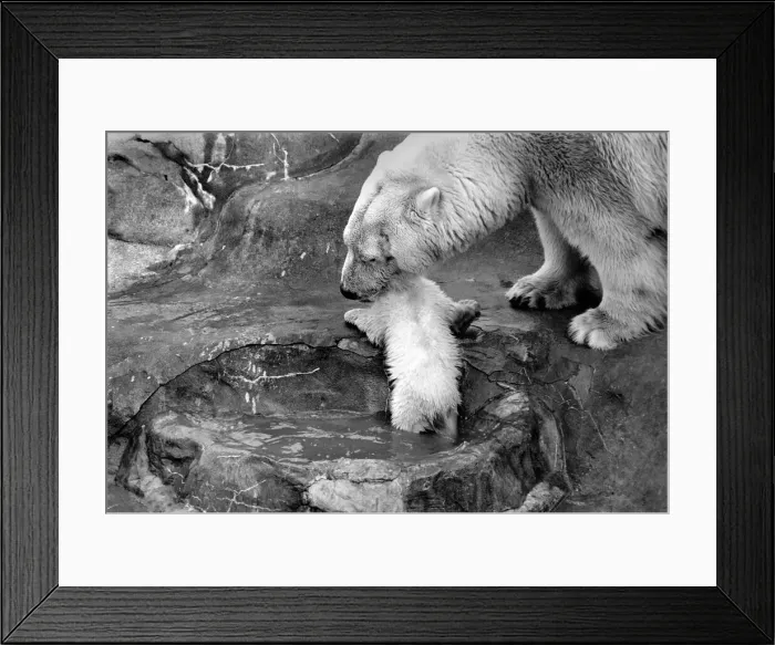 Framed Print : Bath time for the four month old polar bear cub Jamie at Bristol Zoo Framed Print : Bath time for the four month old polar bear cub Jamie at Bristol Zoo