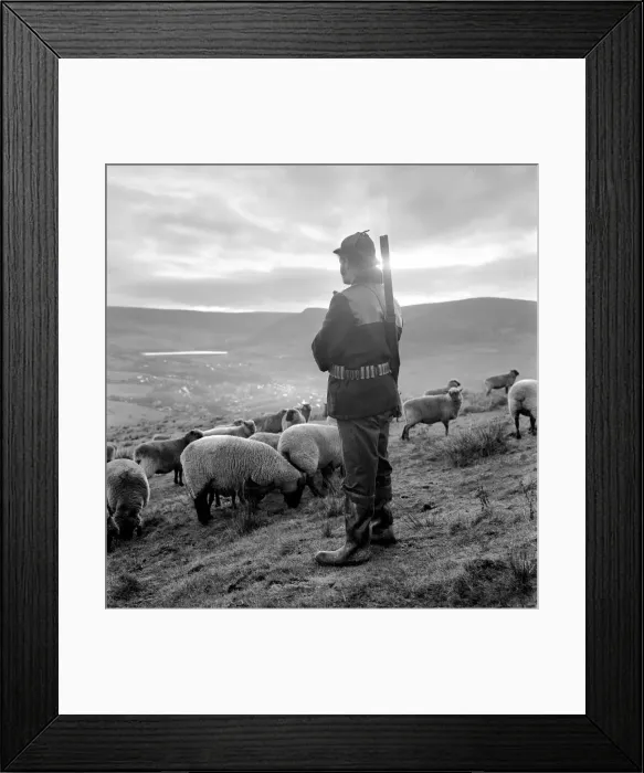 Framed Print : Royal / Mystery / Dog: Sheep farm. They sigh, for they know what it means Framed Print : Royal / Mystery / Dog: Sheep farm. They sigh, for they know what it means