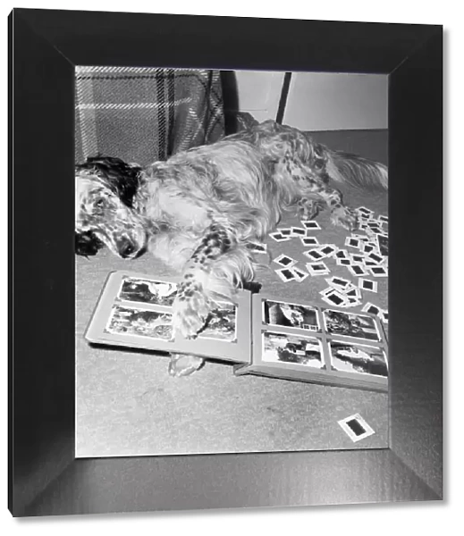 Dog Tim among the picture and photgraphic album. July 1970 70-6838-003