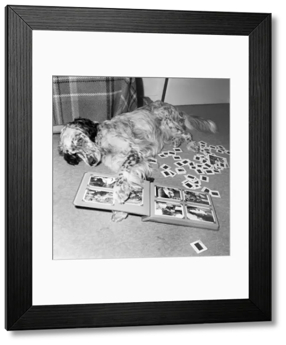 Framed Print : Dog Tim among the picture and photgraphic album. July 1970 70-6838-003 Framed Print : Dog Tim among the picture and photgraphic album. July 1970 70-6838-003