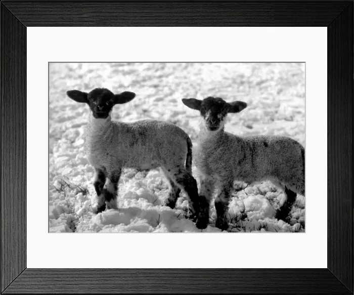 Framed Print : lambs on a Kent farm seen here playing in the snow, following the heavy overnight fall Framed Print : lambs on a Kent farm seen here playing in the snow, following the heavy overnight fall