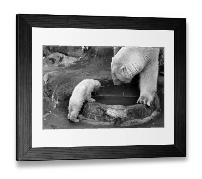 Framed Print : Bath time for the four month old polar bear cub Jamie at Bristol Zoo Framed Print : Bath time for the four month old polar bear cub Jamie at Bristol Zoo