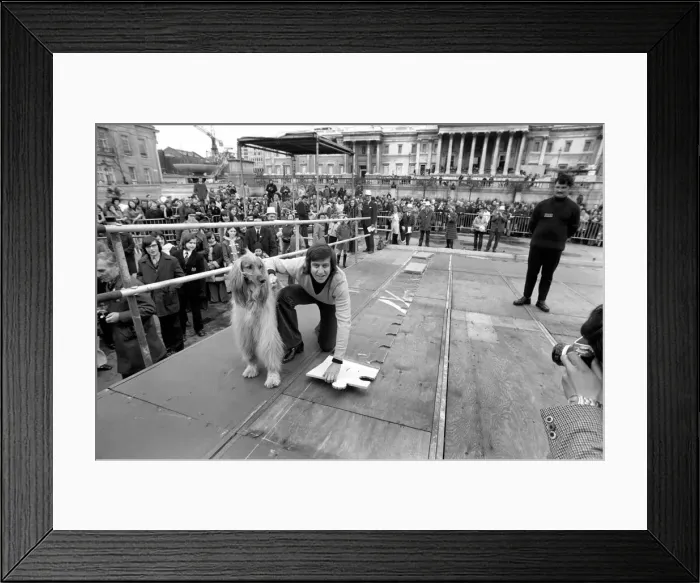 Framed Print : The NCH giant jig saw campaign in Trafalgar Square, Disc jockey Ed Stewart placed part of Framed Print : The NCH giant jig saw campaign in Trafalgar Square, Disc jockey Ed Stewart placed part of