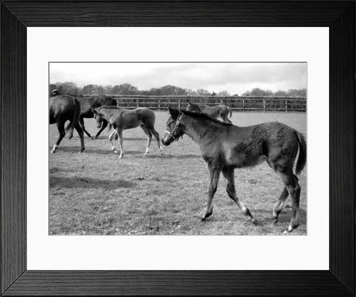 Framed Print : Million dollar trio trying out the fresh air of Newmarket in a paddock at Dunchurch Lodge Framed Print : Million dollar trio trying out the fresh air of Newmarket in a paddock at Dunchurch Lodge
