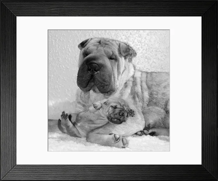 Framed Print : Chinese Shar-Pei Honey-Suckle'with one of her puppies Framed Print : Chinese Shar-Pei Honey-Suckle'with one of her puppies