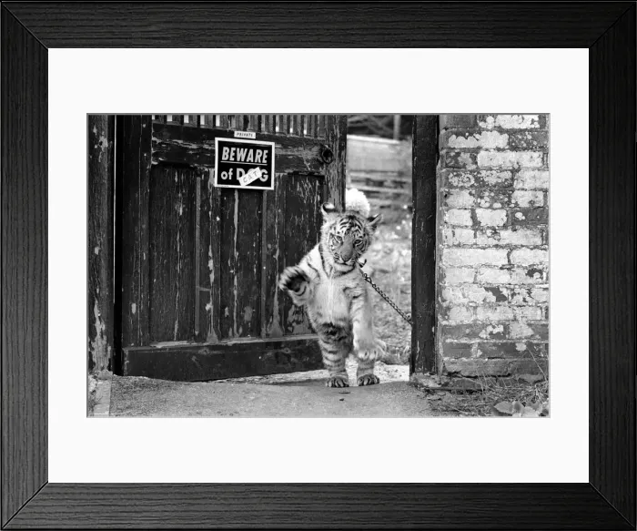 Framed Print : A Bengal Tiger Cub puts his head out around the gate as the familys pet dog looks Framed Print : A Bengal Tiger Cub puts his head out around the gate as the familys pet dog looks