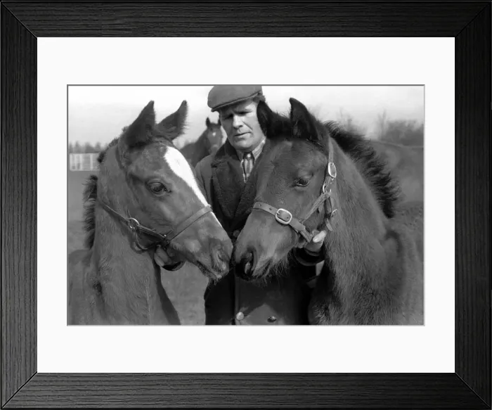 Framed Print : Million dollar trio trying out the fresh air of Newmarket in a paddock at Dunchurch Lodge