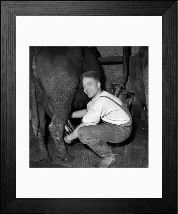 Framed Print : Farming: Dairy: Man seen here milking a cow. Circa 1955 Framed Print : Farming: Dairy: Man seen here milking a cow. Circa 1955