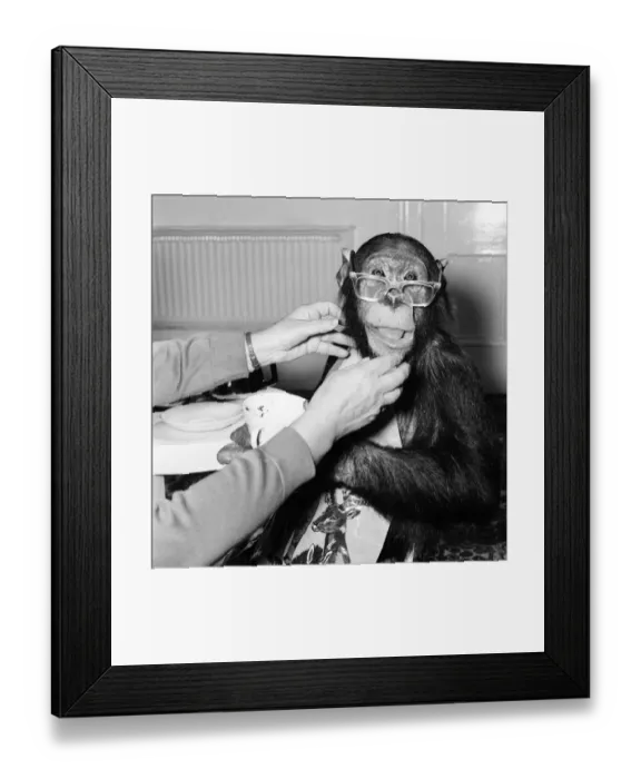 Framed Print : Animals: Apes and Monkeys: Humour: Ada'The Chimp who loves to impersonate a Framed Print : Animals: Apes and Monkeys: Humour: Ada'The Chimp who loves to impersonate a