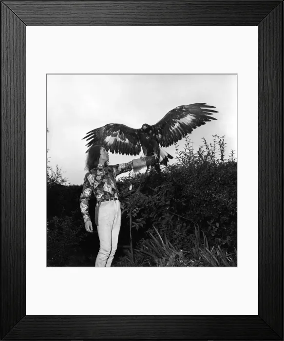 Framed Print : David Fox seen here taking his pet Golden Eagle for a walk around the local neighbourhood Framed Print : David Fox seen here taking his pet Golden Eagle for a walk around the local neighbourhood