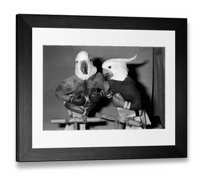 Framed Print : Animals: Birds: Humour: Parrots in fancy dress in humorous poses Framed Print : Animals: Birds: Humour: Parrots in fancy dress in humorous poses