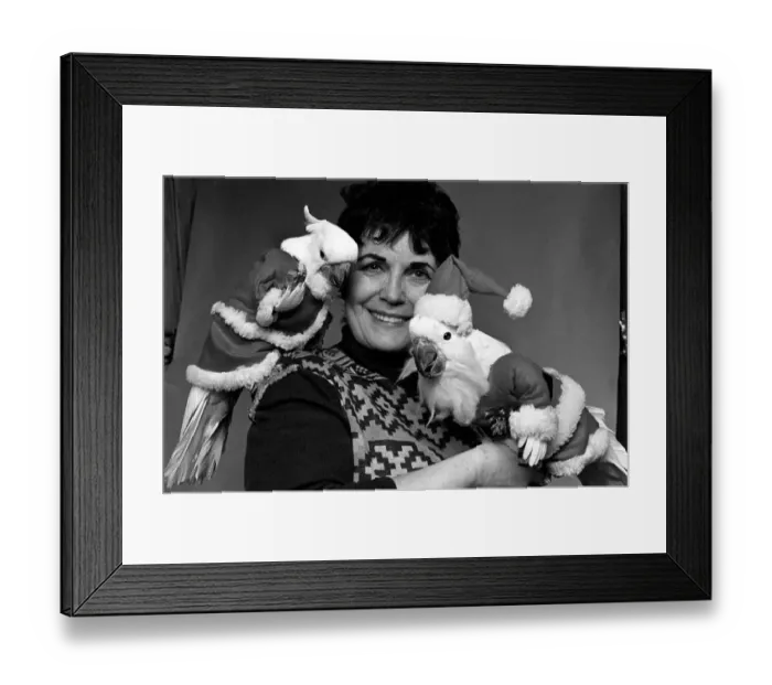 Framed Print : Animals: Birds: Humour: Parrots in fancy dress in humorous poses