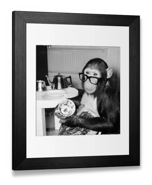 Framed Print : Animals: Apes and Monkeys: Humour: Ada'The Chimp who loves to impersonate a Framed Print : Animals: Apes and Monkeys: Humour: Ada'The Chimp who loves to impersonate a