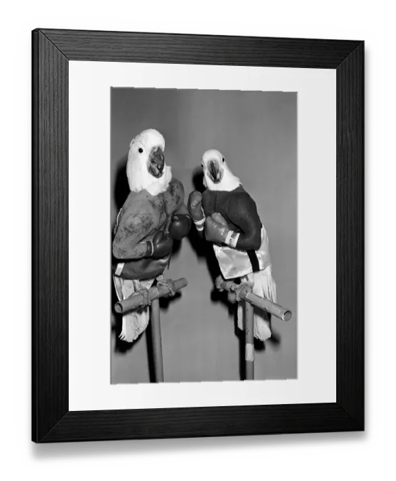 Framed Print : Animals: Birds: Humour: Parrots in fancy dress in humorous poses
