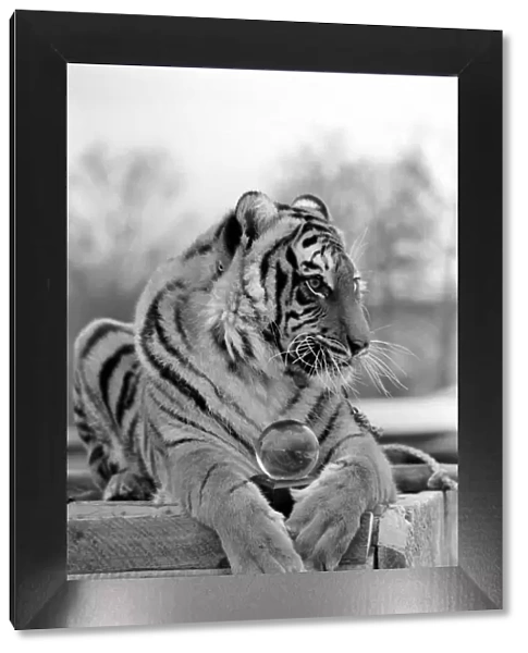 Animals: Tiger: -Emma'the tiger is one of two tigers used to promote Esso Petrol