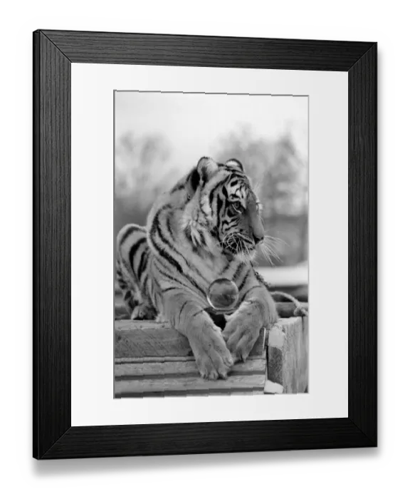 Framed Print : Animals: Tiger: -Emma'the tiger is one of two tigers used to promote Esso Petrol