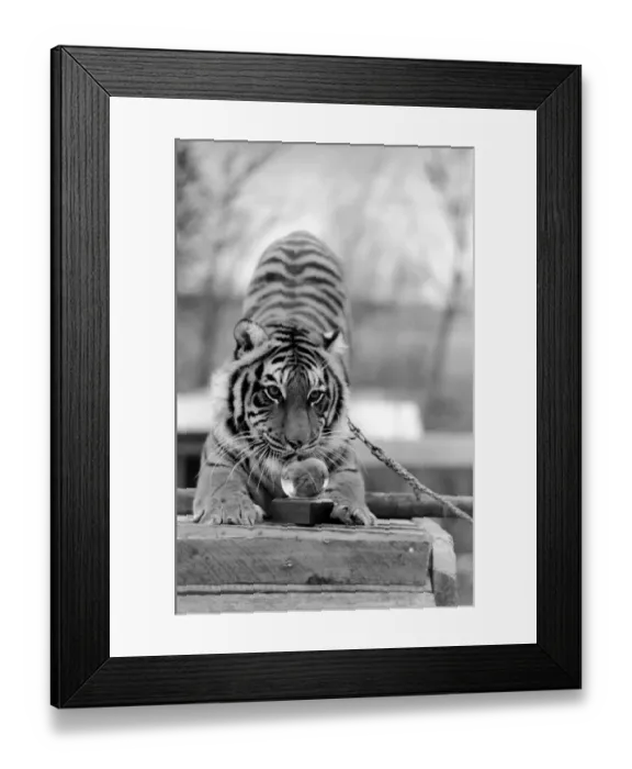 Framed Print : Animals: Tiger: nEmmai the tiger is one of two tigers used to promote Esso Petrol one Framed Print : Animals: Tiger: nEmmai the tiger is one of two tigers used to promote Esso Petrol one