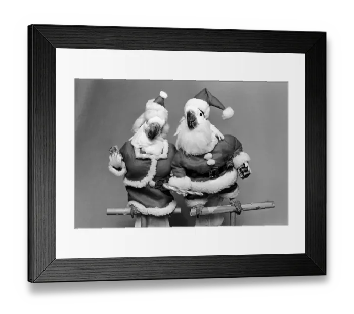 Framed Print : Animals: Birds: Humour: Parrots in fancy dress in humorous poses