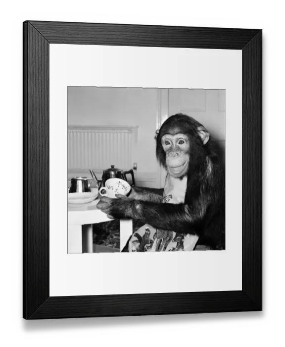 Framed Print : Animals: Apes and Monkeys: Humour: Ada'The Chimp who loves to impersonate a