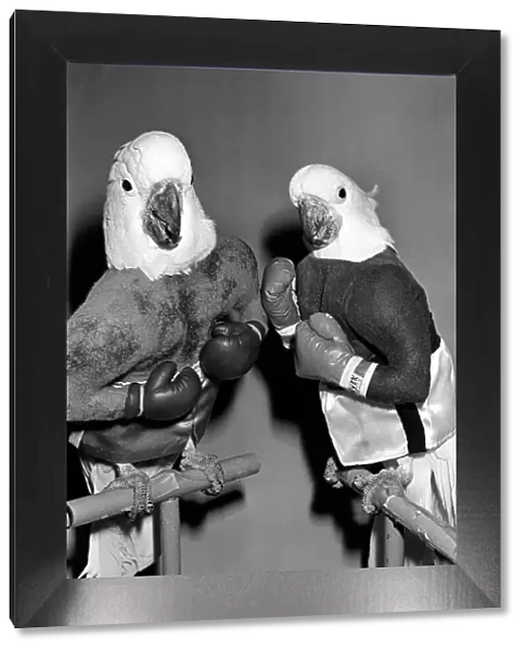Animals: Birds: Humour: Parrots in fancy dress in humorous poses