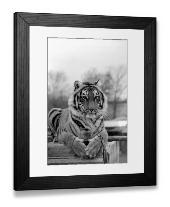 Framed Print : Animals: Tiger: -Emma'the tiger is one of two tigers used to promote Esso Petrol