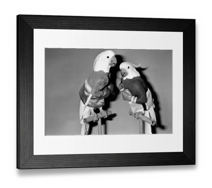 Framed Print : Animals: Birds: Humour: Parrots in fancy dress in humorous poses
