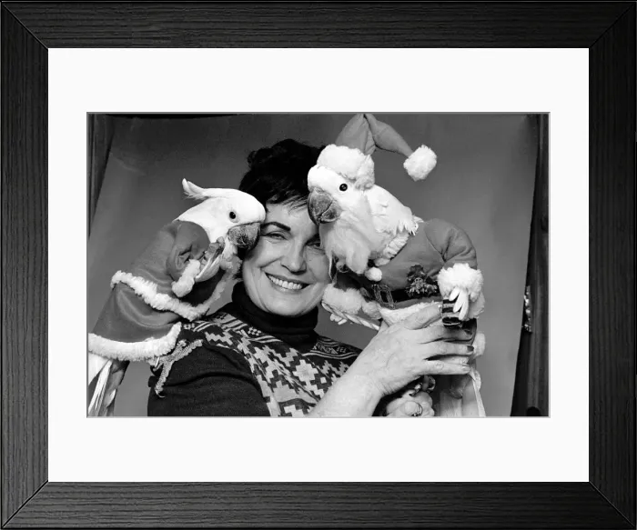 Framed Print : Animals: Birds: Humour: Parrots in fancy dress in humorous poses Framed Print : Animals: Birds: Humour: Parrots in fancy dress in humorous poses