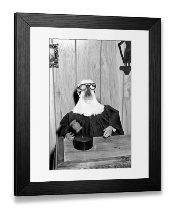 Framed Print : Animals: Birds: Humour: Parrots in fancy dress in humorous poses Framed Print : Animals: Birds: Humour: Parrots in fancy dress in humorous poses