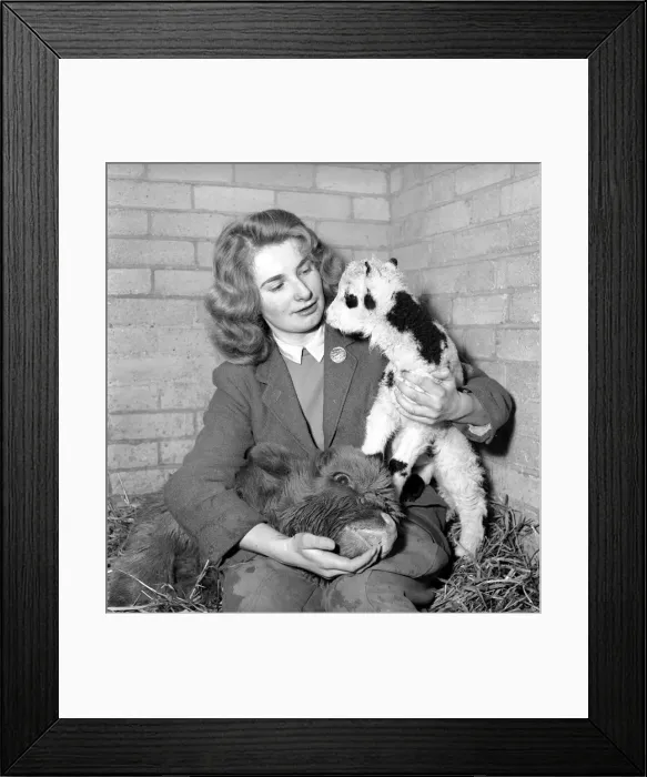 Framed Print : Calf and lamb with keeper at Whipsnade Zoo. 1965 C43-010 Framed Print : Calf and lamb with keeper at Whipsnade Zoo. 1965 C43-010