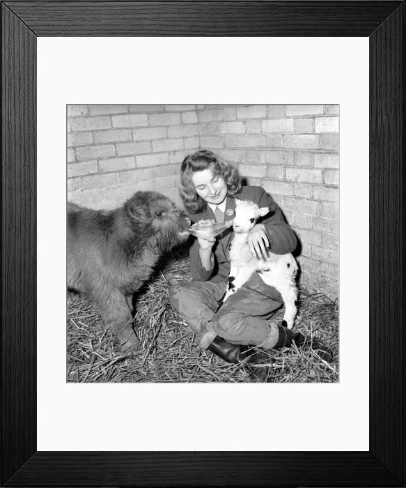 Framed Print : Calf and lamb with keeper at Whipsnade Zoo. 1965 C43-001 Framed Print : Calf and lamb with keeper at Whipsnade Zoo. 1965 C43-001