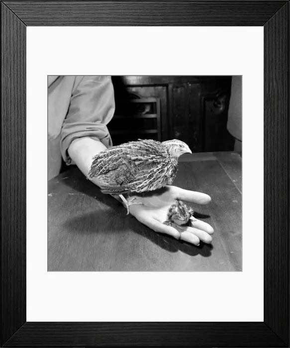 Framed Print : Quail chicks. January 1965 C104 Framed Print : Quail chicks. January 1965 C104