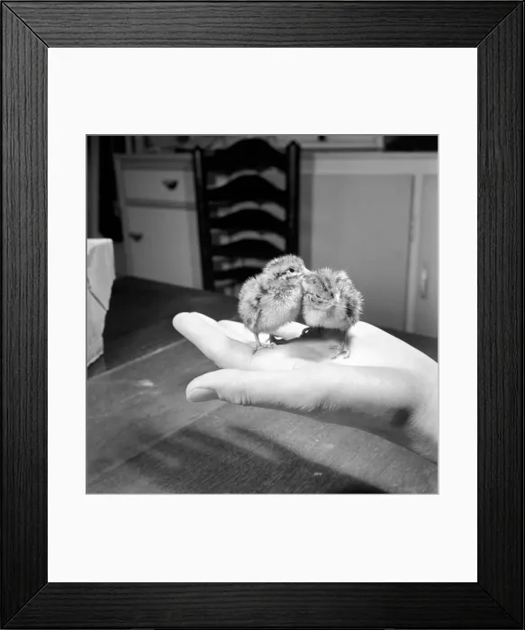 Framed Print : Quail chicks. January 1965 C104-006 Framed Print : Quail chicks. January 1965 C104-006