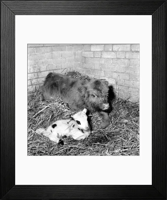 Framed Print : Calf and lamb at Whipsnade Zoo. 1965 C43