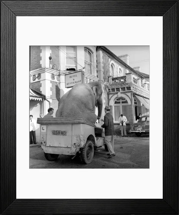 Framed Print : Elephant driving car. 1960 C34-009 Framed Print : Elephant driving car. 1960 C34-009