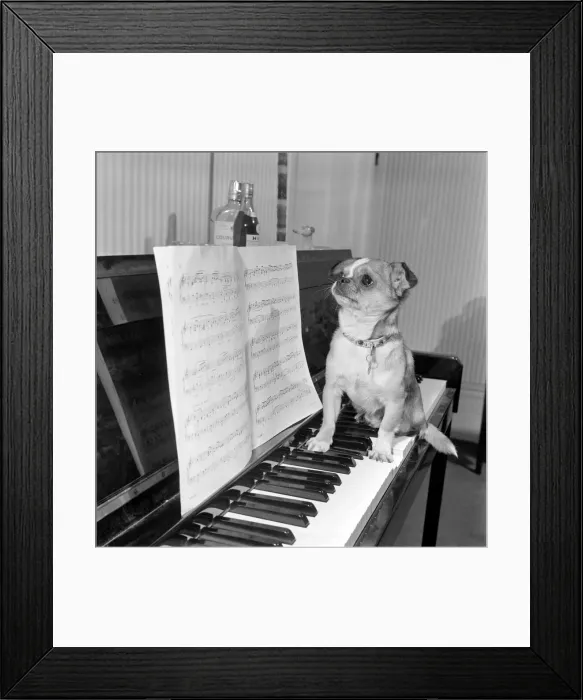 Framed Print : Dog playing the piano. 1965 C100a-006 Framed Print : Dog playing the piano. 1965 C100a-006