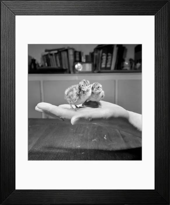 Framed Print : Quail chicks. January 1965 C104-008 Framed Print : Quail chicks. January 1965 C104-008