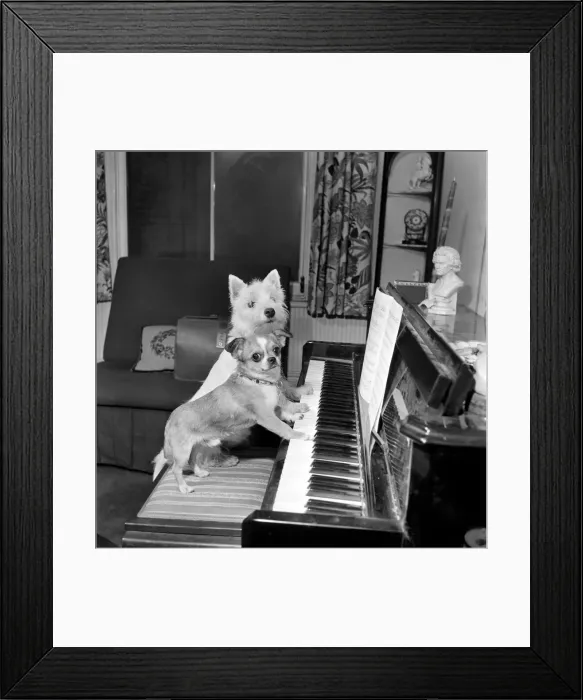 Framed Print : Dog playing the piano. 1965 C100a-009