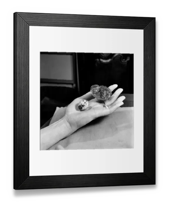 Framed Print : Quail chicks. January 1965 C104-002