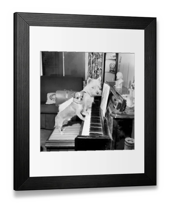Framed Print : Dog playing the piano. 1965 C100a-007 Framed Print : Dog playing the piano. 1965 C100a-007