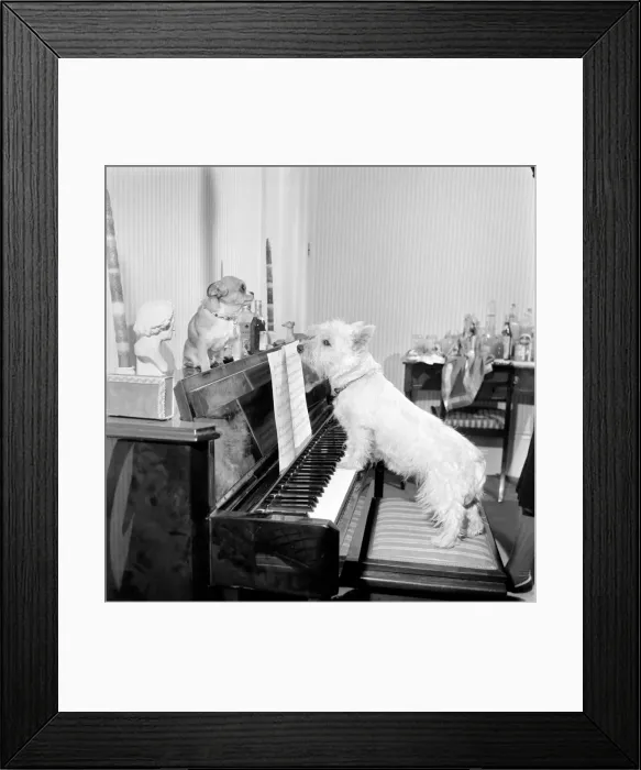 Framed Print : Dog playing the piano. 1965 C100a-004 Framed Print : Dog playing the piano. 1965 C100a-004