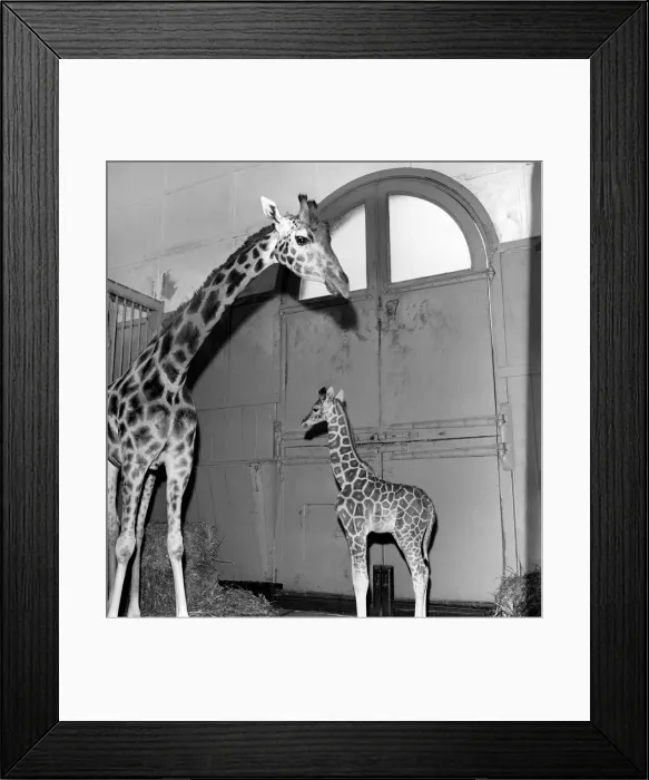 Framed Print : Giraffe at London Zoo with baby. 1960 C28-005 Framed Print : Giraffe at London Zoo with baby. 1960 C28-005