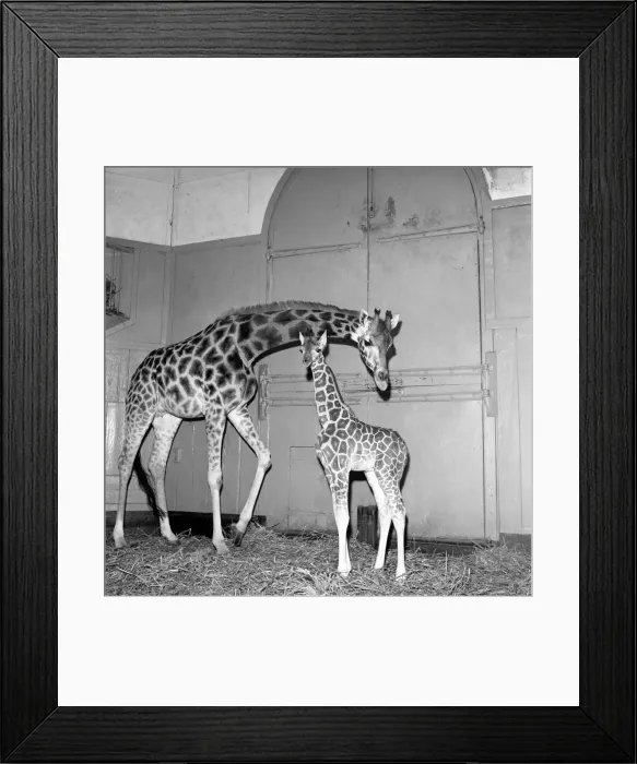 Framed Print : Giraffe at London Zoo with baby. 1960 C28-004 Framed Print : Giraffe at London Zoo with baby. 1960 C28-004
