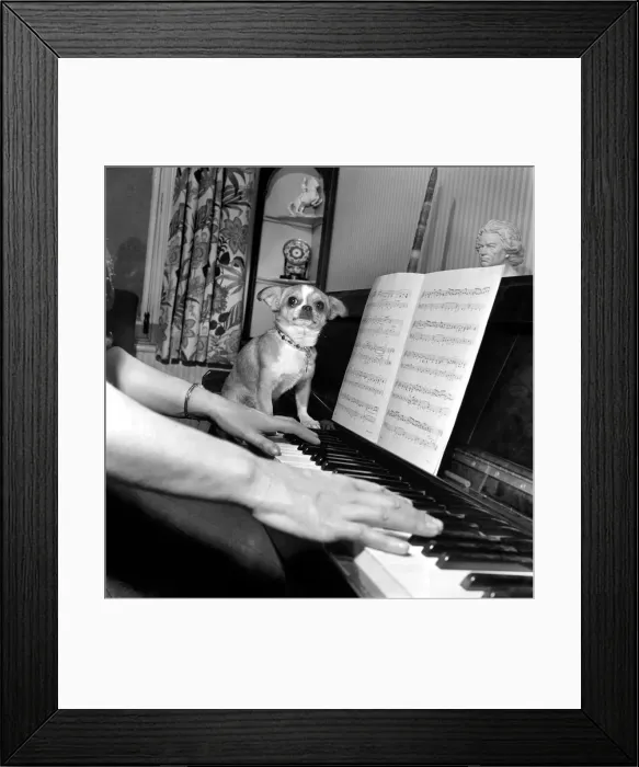 Framed Print : Dog playing the piano. 1965 C100a-013