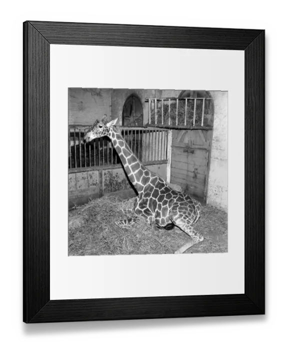 Framed Print : Giraffe at London Zoo with baby. 1960 C28-006 Framed Print : Giraffe at London Zoo with baby. 1960 C28-006