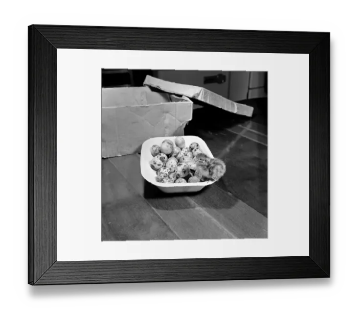 Framed Print : Quail chicks. January 1965 C104-001 Framed Print : Quail chicks. January 1965 C104-001