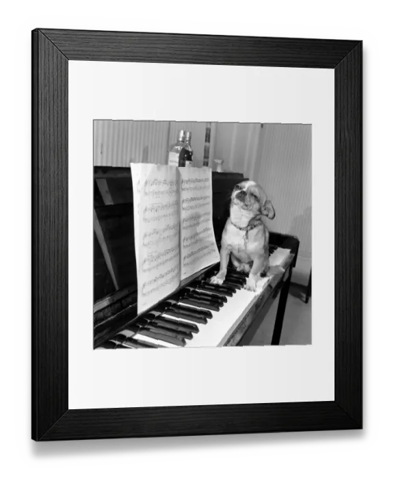 Framed Print : Dog playing the piano. 1965 C100a-015 Framed Print : Dog playing the piano. 1965 C100a-015