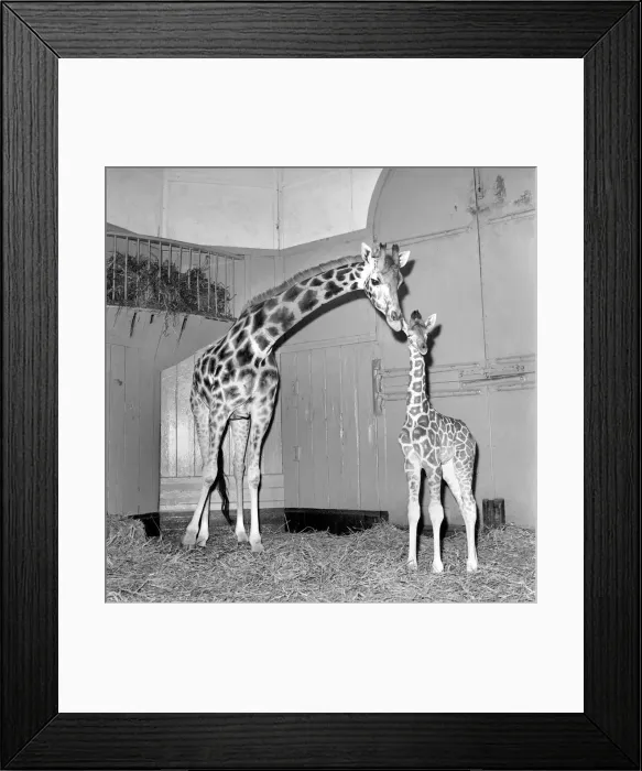 Framed Print : Giraffe at London Zoo with baby. 1960 C28-003